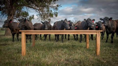 Dining Tables - More from the Cows!