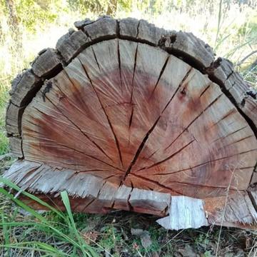 Tree timber