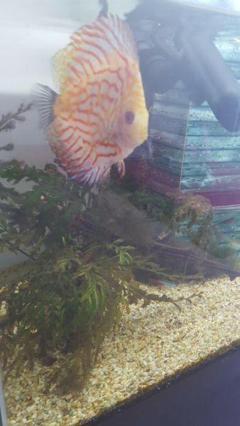 Fish Tank - For Sale