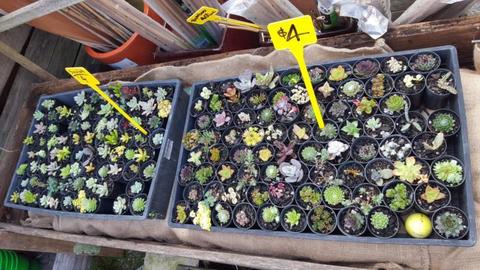 succulents heaps for sale...from $4