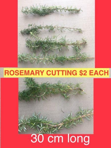 #32..HERB.Rosemary cutting only at $2 each 30cm long I will cut fresh