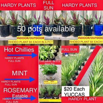 #37...Fresh and healthy plants, pick up at CARLTON Sydney******2266 35