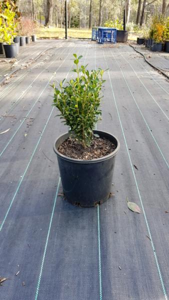 Korean Buxus