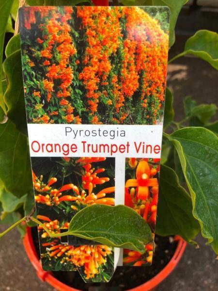 Orange trumpet vine