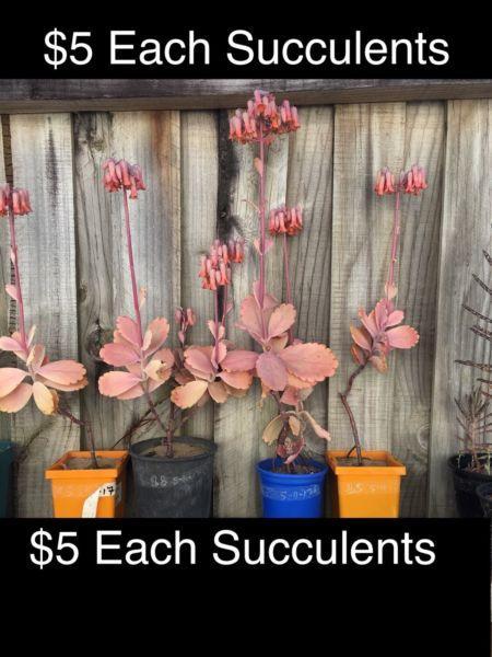 #126...Succulents,Plus Other Plants Available ,CARLTON NSW ******6635
