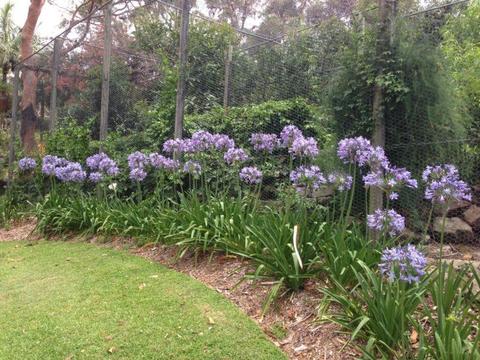 Agapanthus plants white and blue