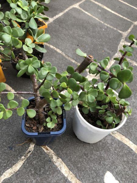 Jade plants for sale small $5 medium $8 each