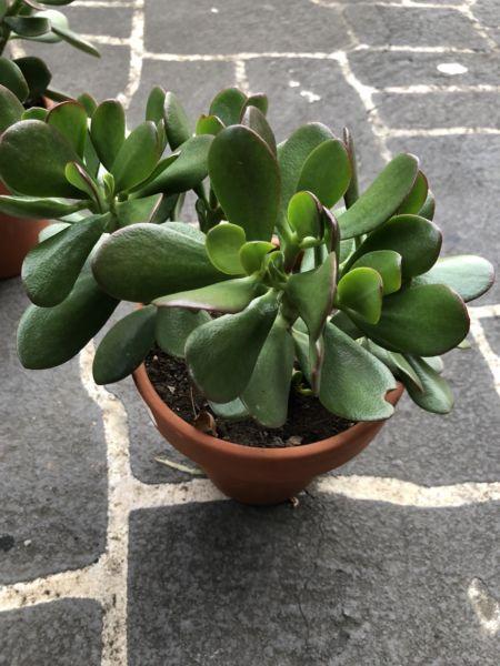 Jade plants 2 types - $5 for small pots $8 for medium pots