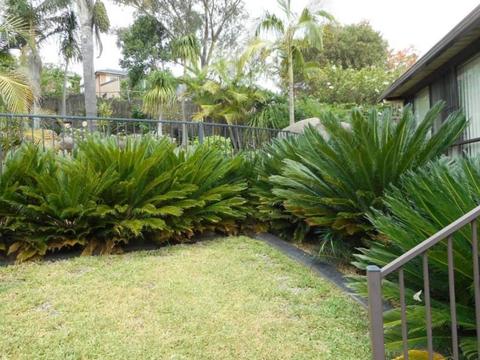 Large Cycads for sale