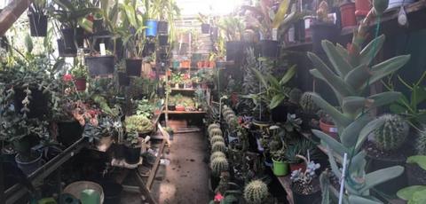 New cacti, succulent and orchids for sale