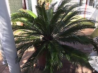Cycad large and healthy in pot