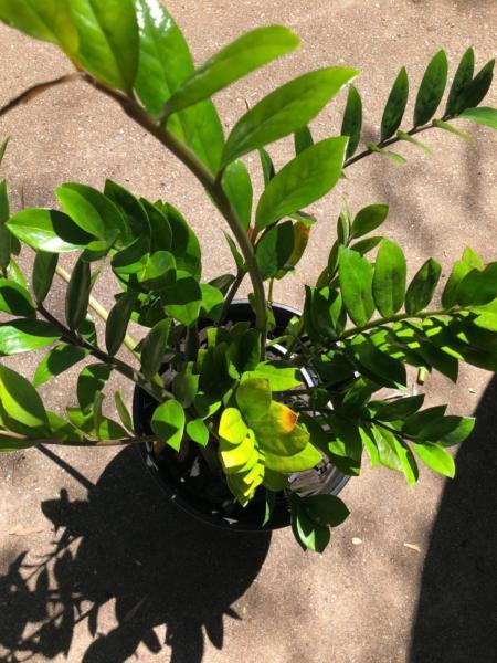 Zanzibar gem indoor plants