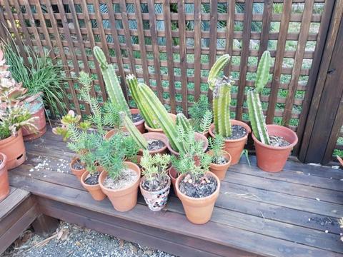 Succulents and cacti available in Terracotta Pots
