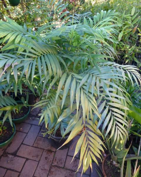 Plants Parlour Palms $68-00ea