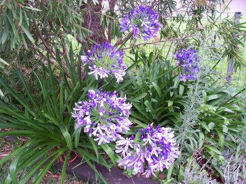 20 blue agapanthus seeds from my garden collected Mar 2018