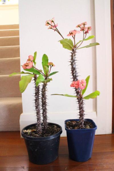 TWO CROWN OF THORNS (EUPHORBIA SP.)