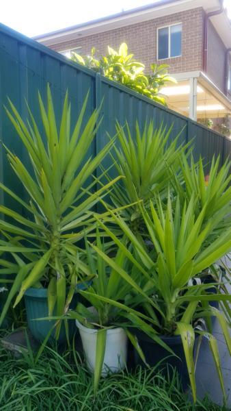 Yucca tree for sale