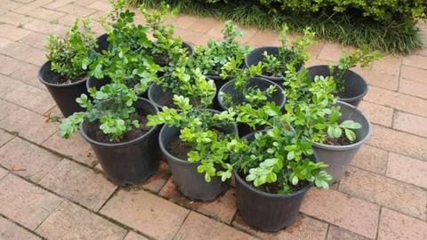 Japanese Buxus Pot Plants (have 60)