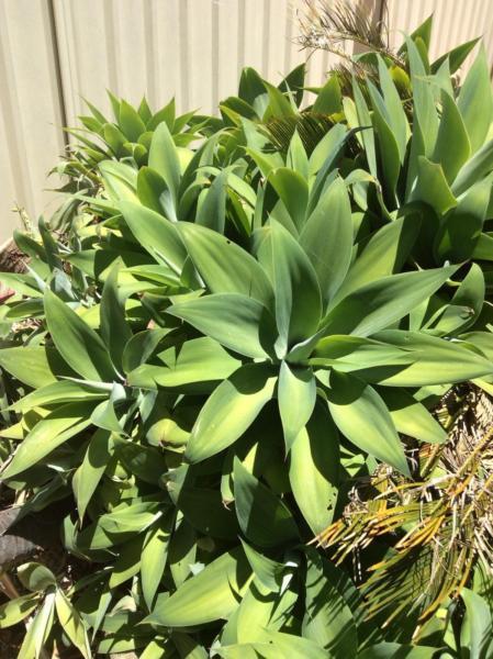 Agave's for sale
