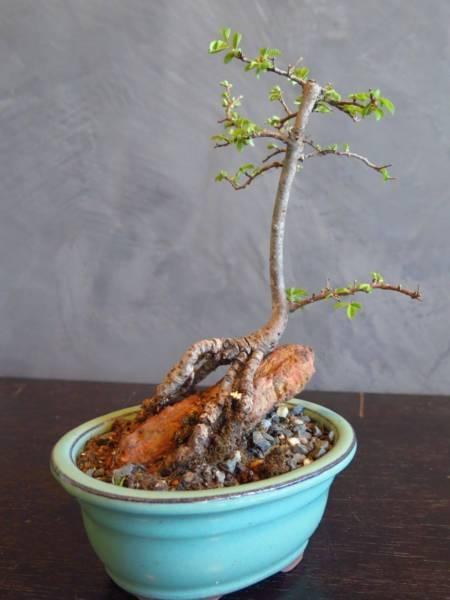 [SOLD] Bonsai - Elm (Root over Rock)