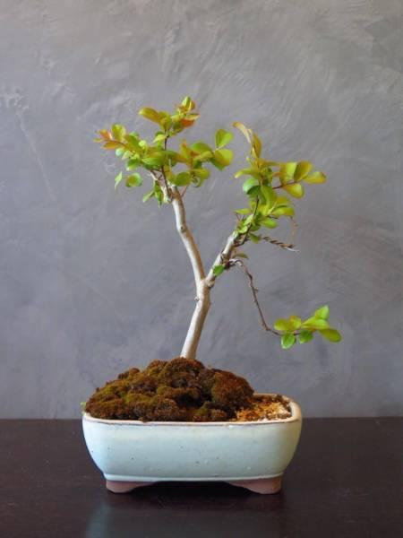 Bonsai - Crepe Myrtle