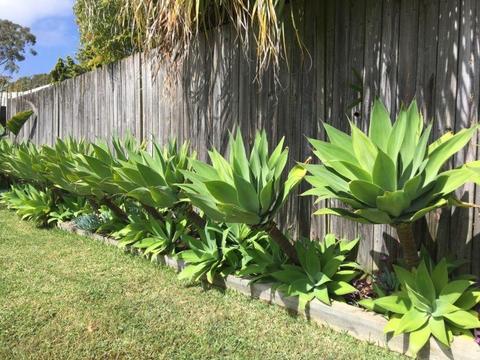 Agave plants