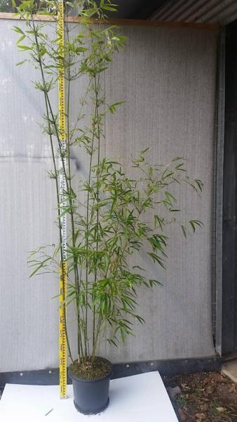 BAMBOO Gracilis (Slender Weaver) Hedge