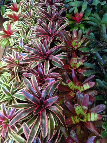 Bromeliad colour collection 5 plants