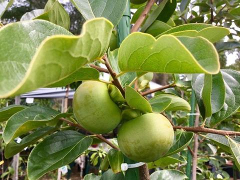 Persimmons FUYU / JIRO