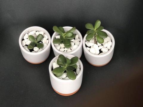 Jade plant in white ceramic pot - only $10each