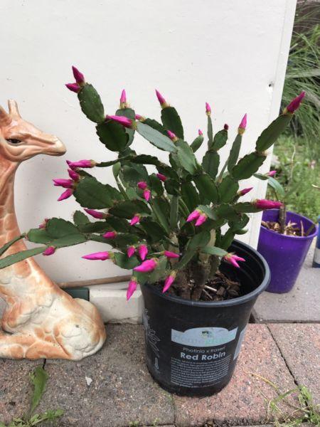 Zygocactus Plant in different size pot different price