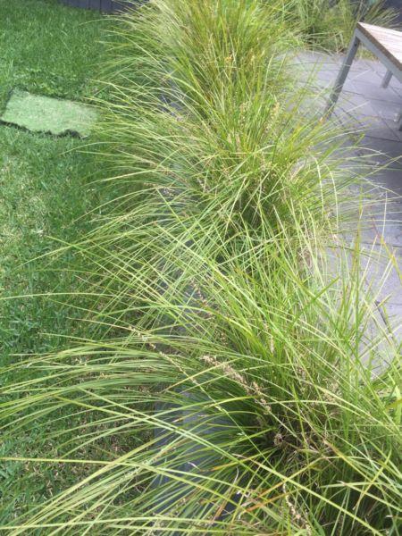 Lomandra native grass