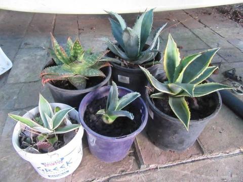 Agave and aloe plants pots 15-20cm, potted