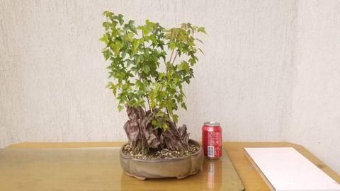 Assorted bonsai plants! Lots of variety