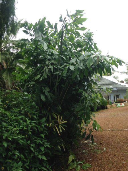 Fishtail Palm, screen privacy plant 3 meters high, rare palm
