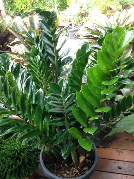 Zanzibar gem extra large indoor plant
