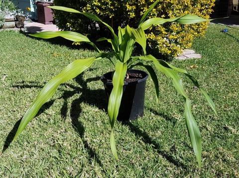 PLANT - GYMEA LILY (Doryanthus excelsa) - 7 available @ $50 each