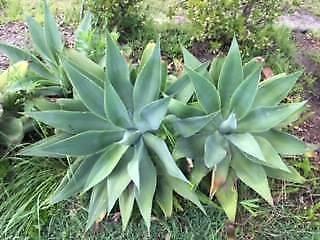 Agave Plants for sale