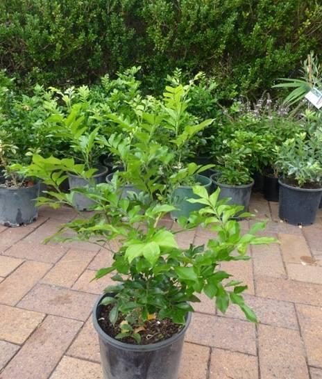 Plants Murraya Paniculata 20 pots for $130