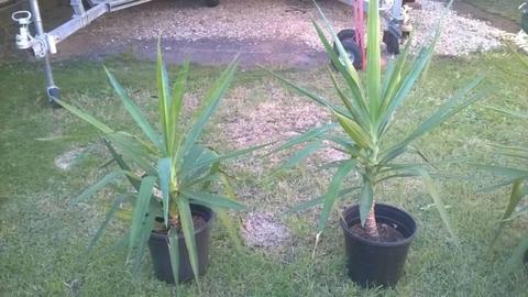 Yucca plants $10 each any size