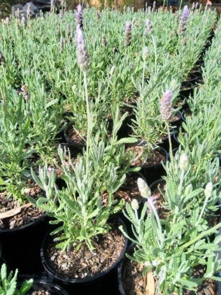 Lavender French 140mm pot special fragrant flower fast growing