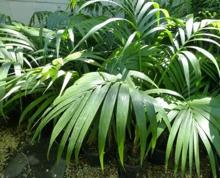 Plants Kentia Palms $38-00ea