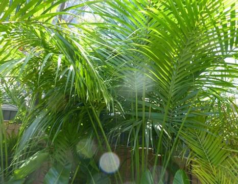 Plants Kentia Palms $275-00ea