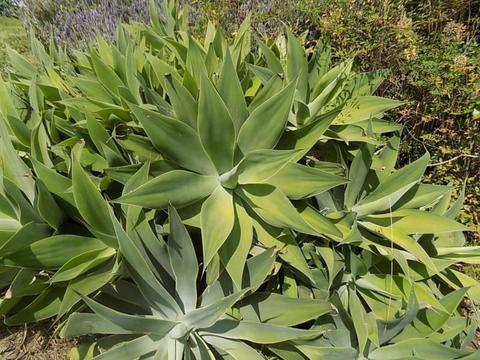 Agave Cactus plant-Drought Tolerant -Evergreen Succulent- Hardy