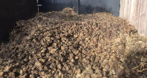 Free organic compost - horse manure (no chemicals added)