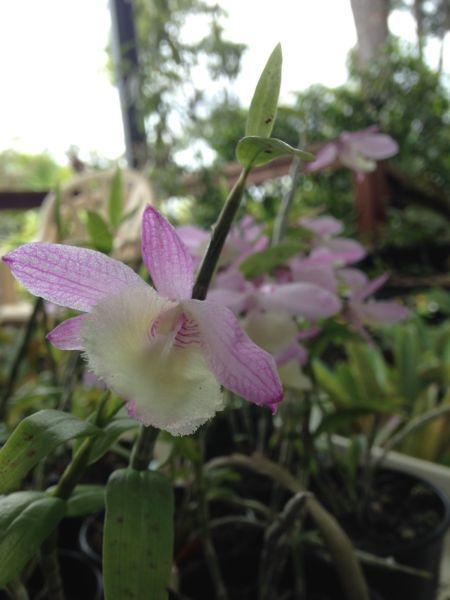 Dendrobium loddigesii orchid