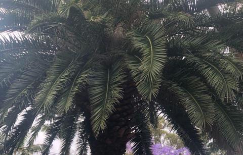 Mature Date Palm For Sale