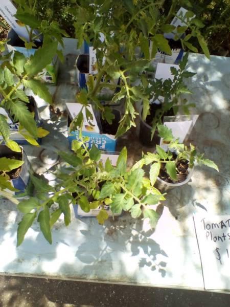 Tomato plants for sale