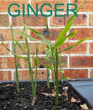 Ginger, Turmeric, Lemon Grass Grow your Own Asian