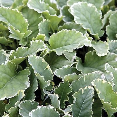 100 Kosmic Kale seeds (organic seeds)